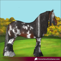 Horse Color:White Spotted Brown