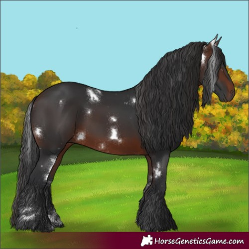 Horse Color:White Spotted Brown