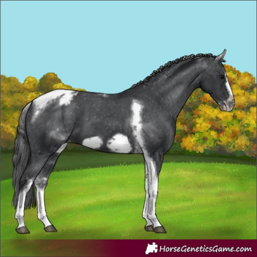 Horse Color:White Spotted Black Splash Tobiano Frame Appaloosa