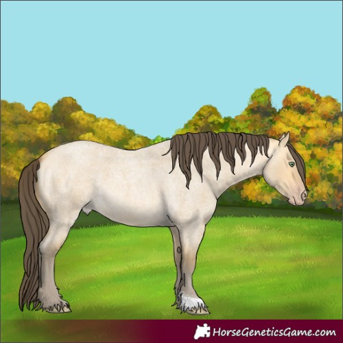 Horse Color:Amber Cream Champagne Roan Dun