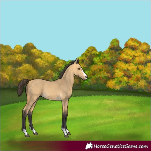 Horse Color:Buckskin Dun 