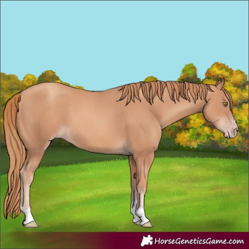 Horse Color:Gold Champagne 