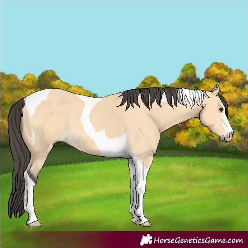 Horse Color:Buckskin Tobiano 