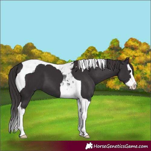 Horse Color:Smoky Black Splash Tobiano
