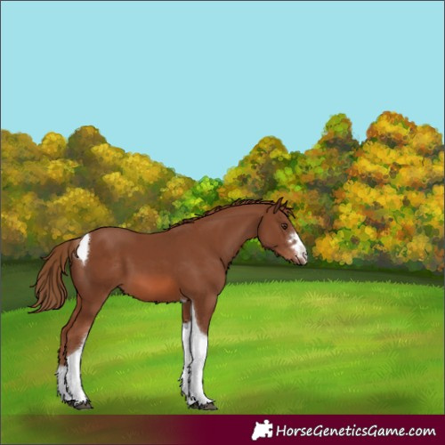 Horse Color:Chestnut Tobiano 