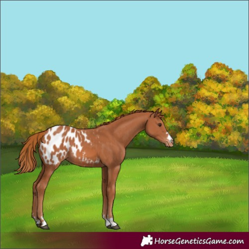 Horse Color:Chestnut Appaloosa 