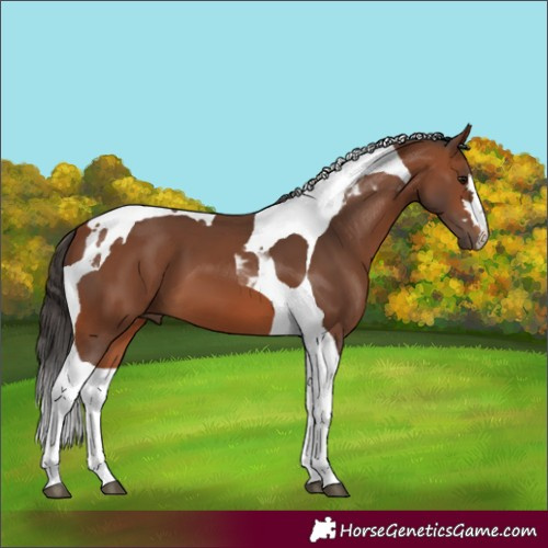 Horse Color:Bay Tobiano 