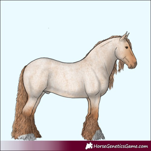 Horse Color:Red Dun Roan 