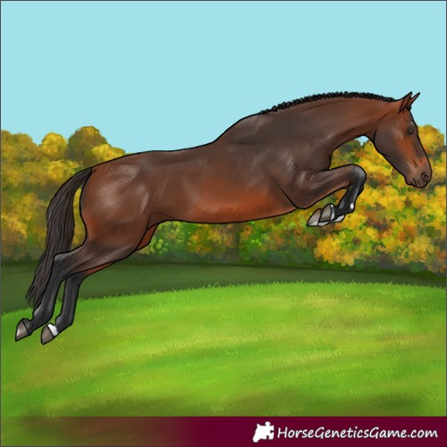 Horse Color:Bay 