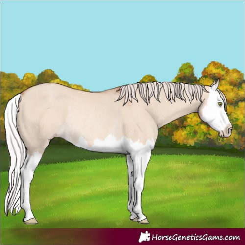 Horse Color:Silver Sable Champagne Dun Splash Rabicano