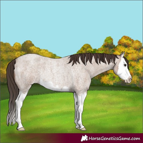 Horse Color:Classic Champagne Roan Splash Rabicano 