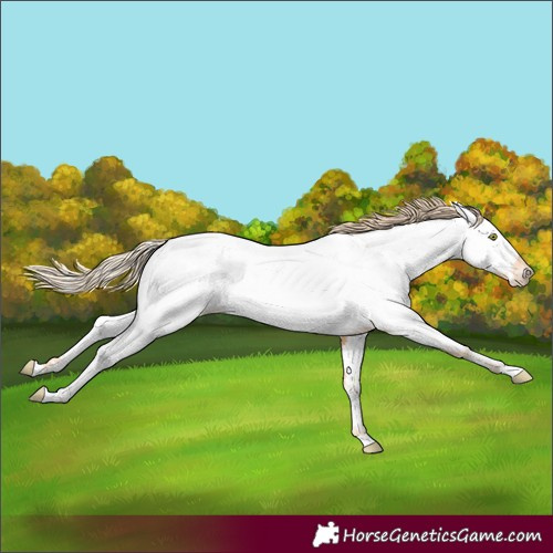 Horse Color:Gold Champagne Near Fewspot 