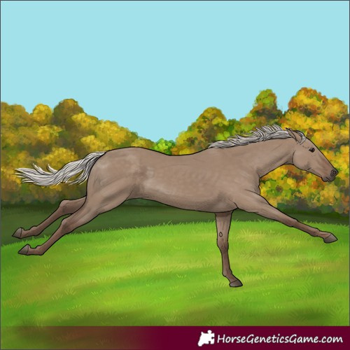 Horse Color:Silver Grullo 