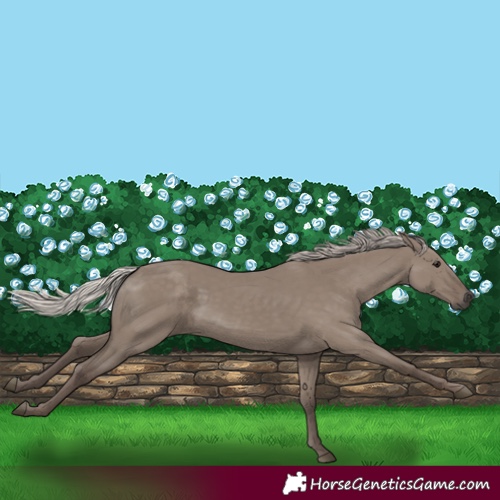 Horse Color:Silver Grullo 