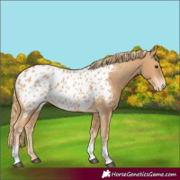 Horse Color:Chestnut Near Leopard