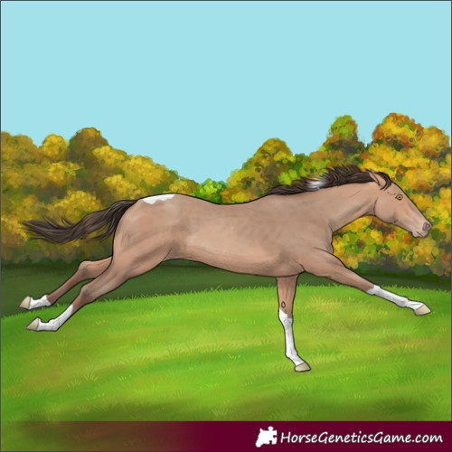 Horse Color:Amber Champagne Tobiano 
