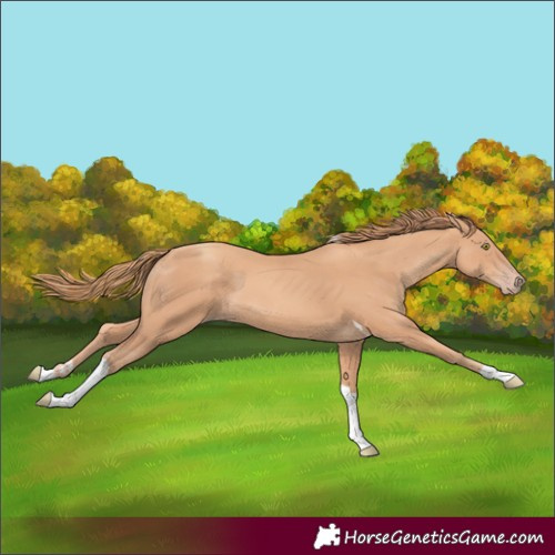 Horse Color:Gold Champagne Tobiano 