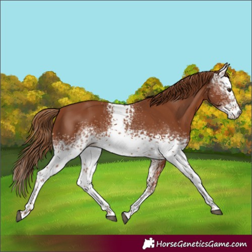 Horse Color:White Spotted Chestnut Appaloosa 