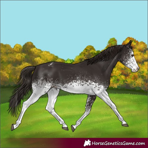 Horse Color:White Spotted Liver Chestnut Sabino Splash Appaloosa
