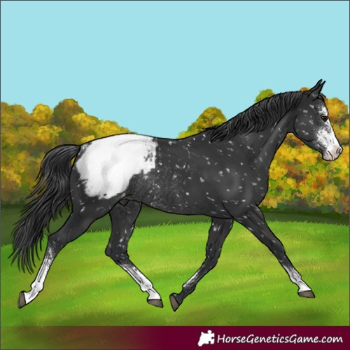 Horse Color:Black Sabino Snowcap Rabicano