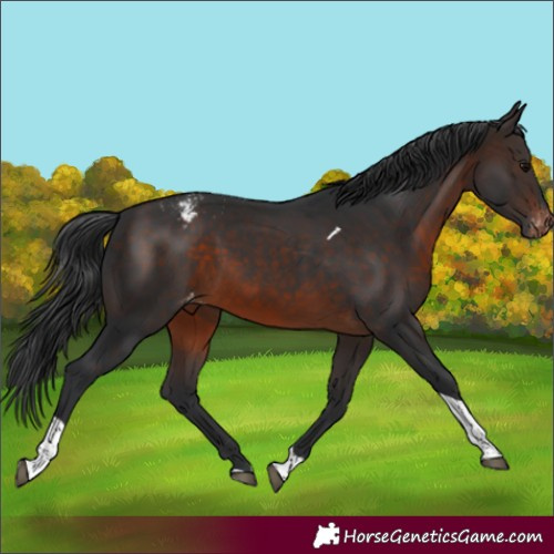 Horse Color:Brown Tobiano Varnish Rabicano 