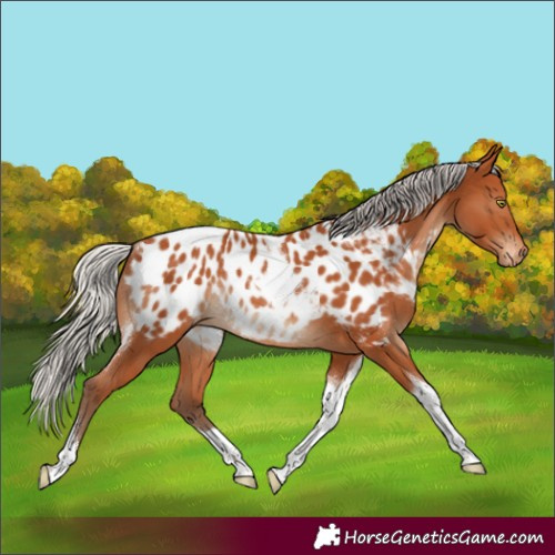 Horse Color:Silver Bay Tobiano Appaloosa Rabicano 