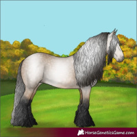 Horse Color:Gray Buckskin