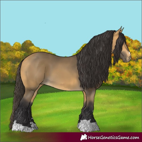 Horse Color:Buckskin