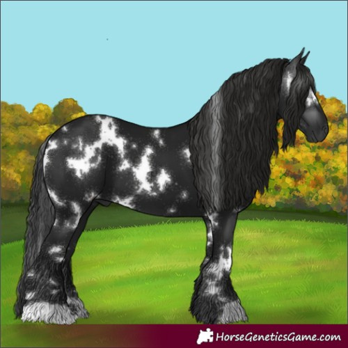 Horse Color:Gray White Spotted Black
