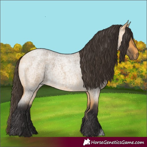Horse Color:Buckskin Roan