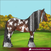 Horse Color:White Spotted Brown