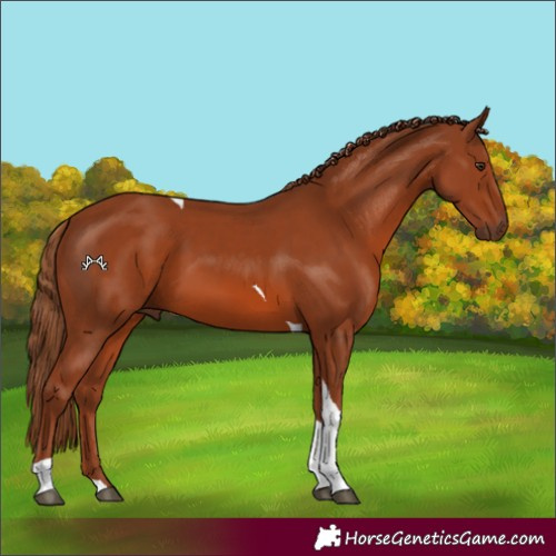 Horse Color:Chestnut Tobiano