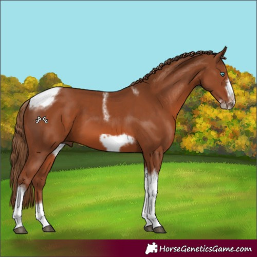Horse Color:Chestnut Tobiano Frame 