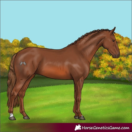 Horse Color:Chestnut 