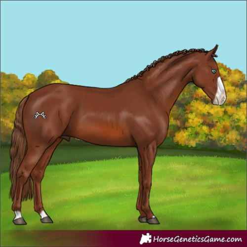 Horse Color:Chestnut Frame 