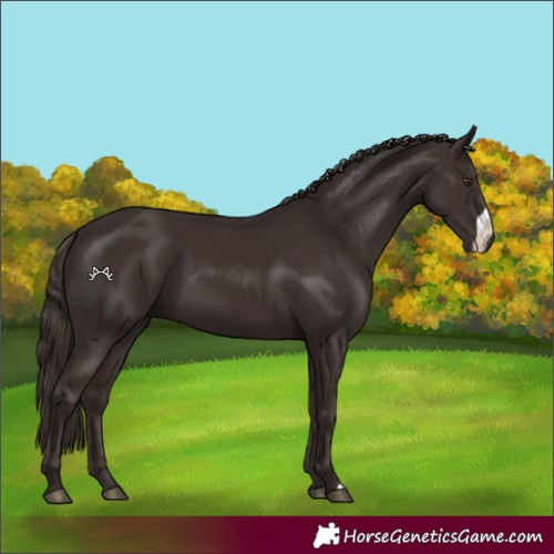 Horse Color:Liver Chestnut Frame