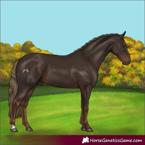 Horse Color:Liver Chestnut