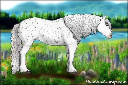Horse Color:Silver Black Splash Appaloosa 