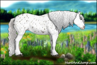Horse Color:Silver Black Splash Appaloosa