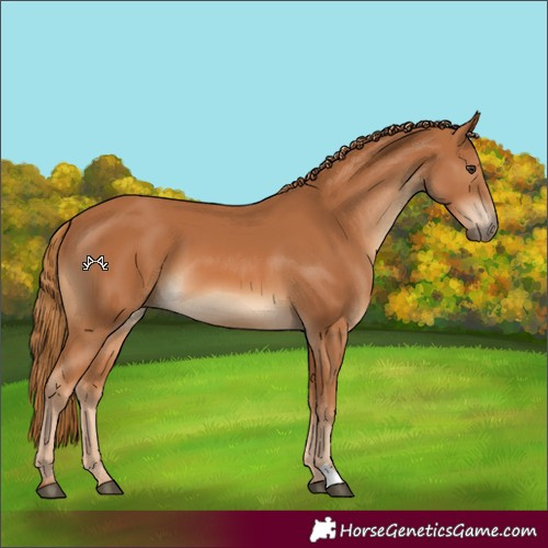 Horse Color:Chestnut 
