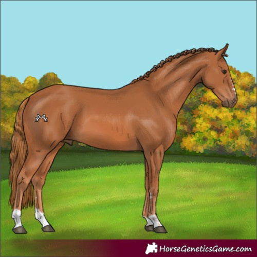 Horse Color:Chestnut 