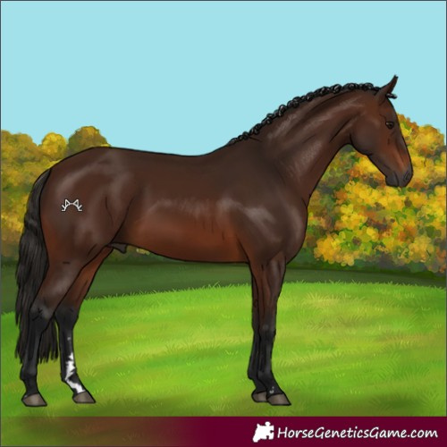 Horse Color:Gray Bay 