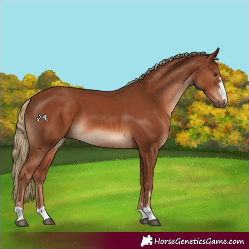 Horse Color:Chestnut 