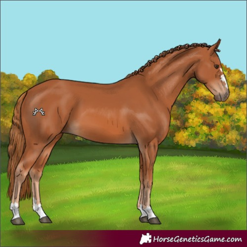 Horse Color:Chestnut 