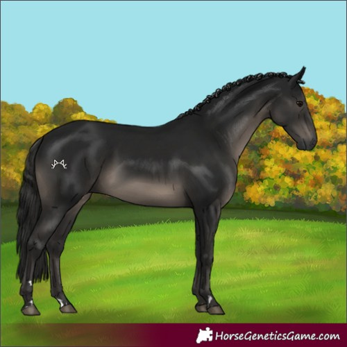 Horse Color:Gray Black