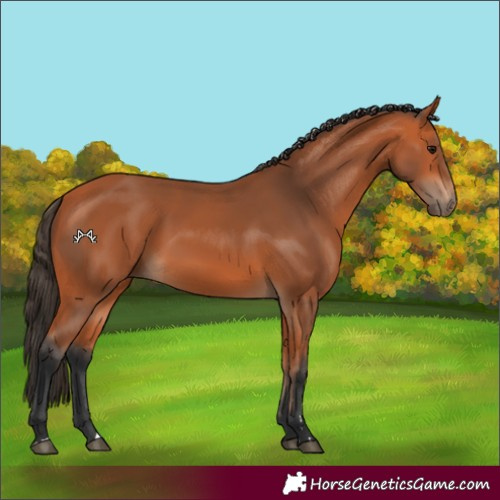 Horse Color:Bay 