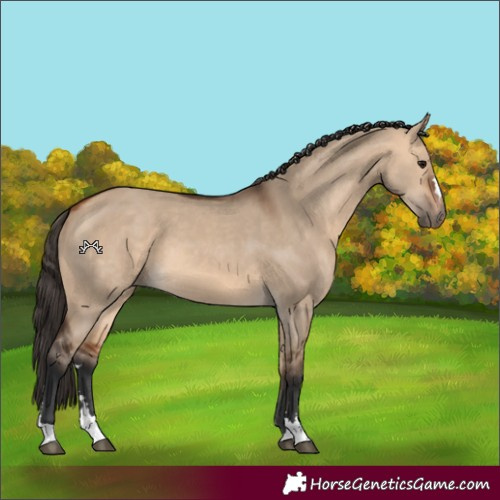 Horse Color:Bay Dun 