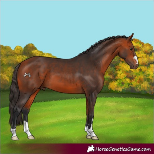 Horse Color:Bay 