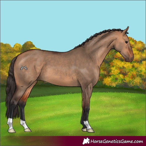 Horse Color:Bay Dun
