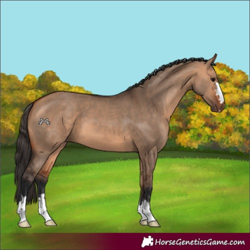 Horse Color:Bay Dun